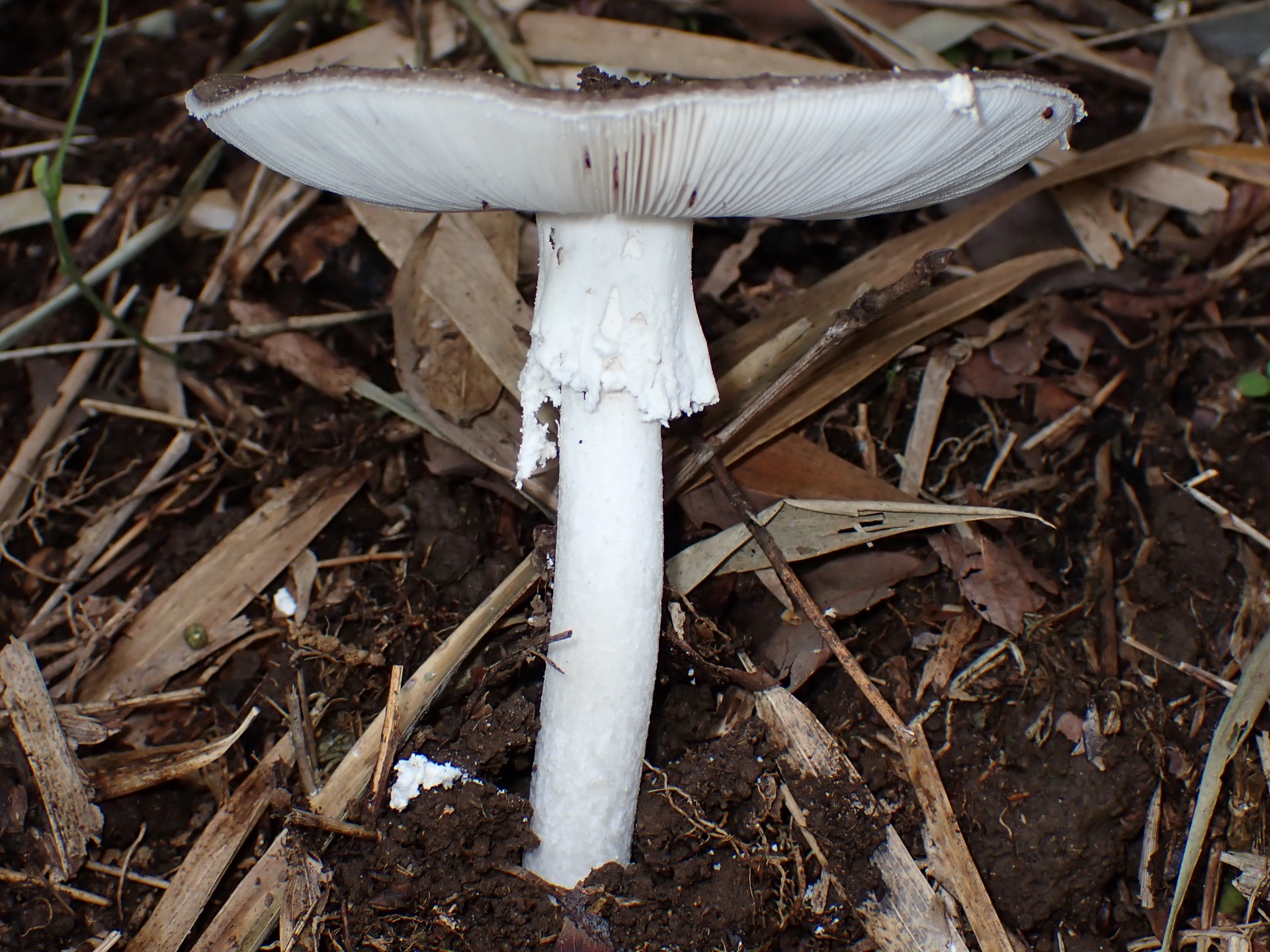 コテングタケモドキ？ の高画質写真です。横浜市で、2024年6月30日に撮影したものです。