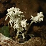 倒木の下から出た冬虫夏草の高画質写真です。横浜市 青葉区 寺家ふるさと村で、2024年6月9日に撮影したものです。