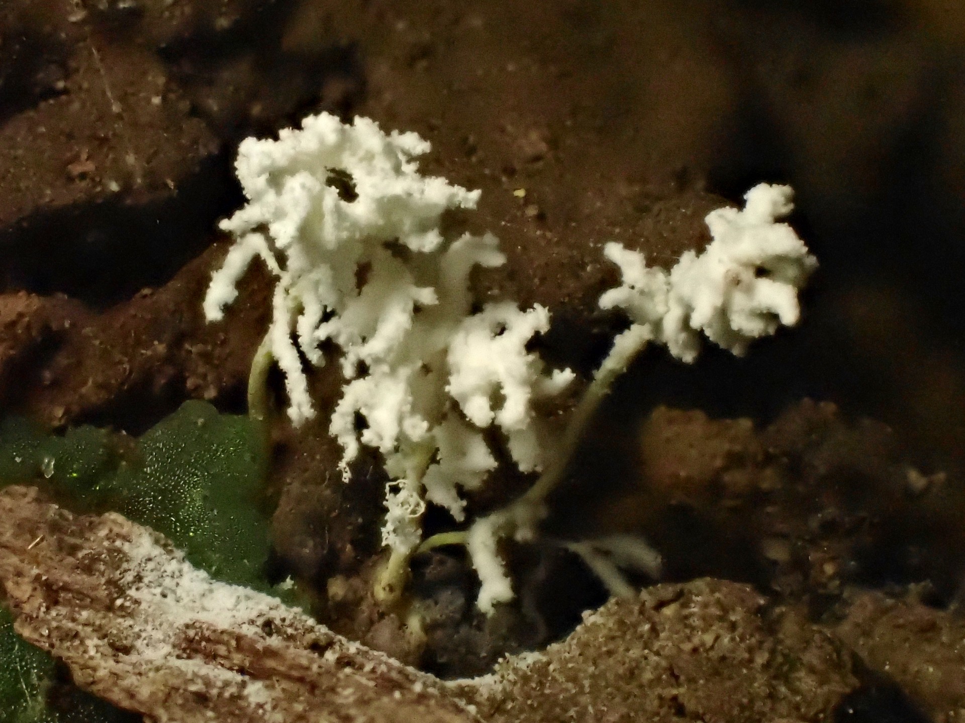 倒木の下から出た冬虫夏草の高画質写真です。横浜市 青葉区 寺家ふるさと村で、2024年6月9日に撮影したものです。