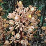 ツチアケビの高画質写真です。横浜市で、2024年6月15日に撮影したものです。