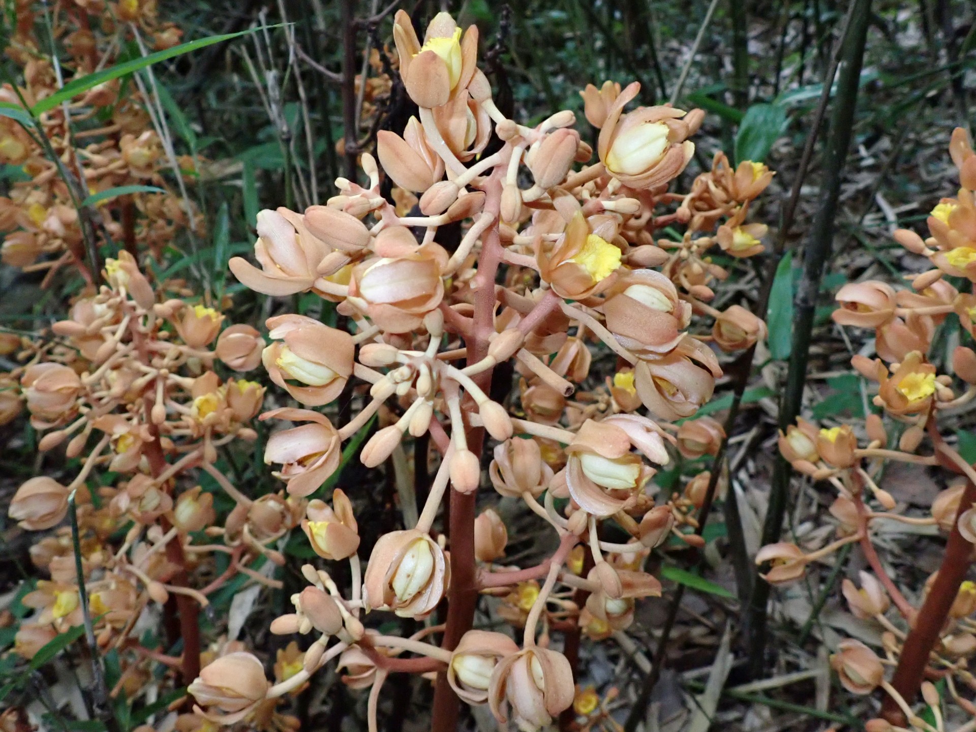 ツチアケビの高画質写真です。横浜市で、2024年6月15日に撮影したものです。