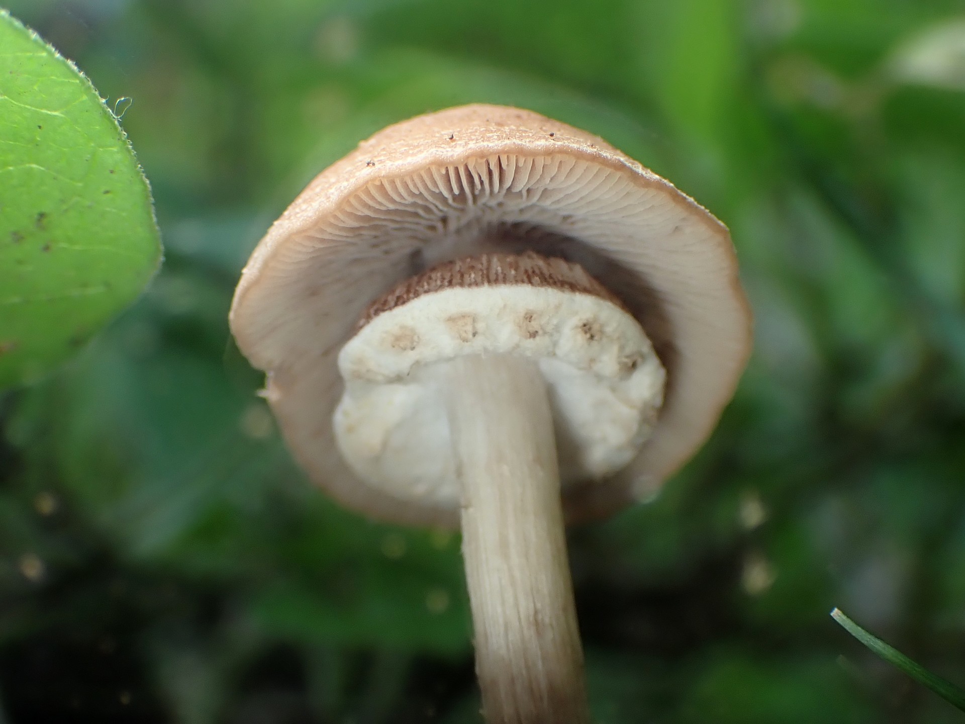 ツチナメコ のヒダ の高画質写真です。横浜市 青葉区 寺家ふるさと村で、2024年6月7日に撮影したものです。