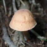 ツチナメコ のカサ の高画質写真です。横浜市 青葉区 寺家ふるさと村で、2024年6月7日に撮影したものです。