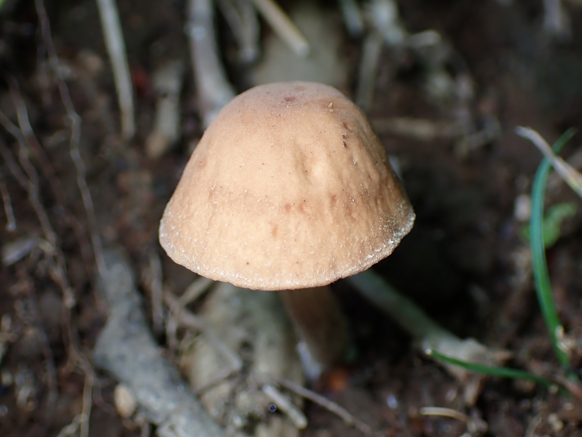 ツチナメコ のカサ の高画質写真です。横浜市 青葉区 寺家ふるさと村で、2024年6月7日に撮影したものです。