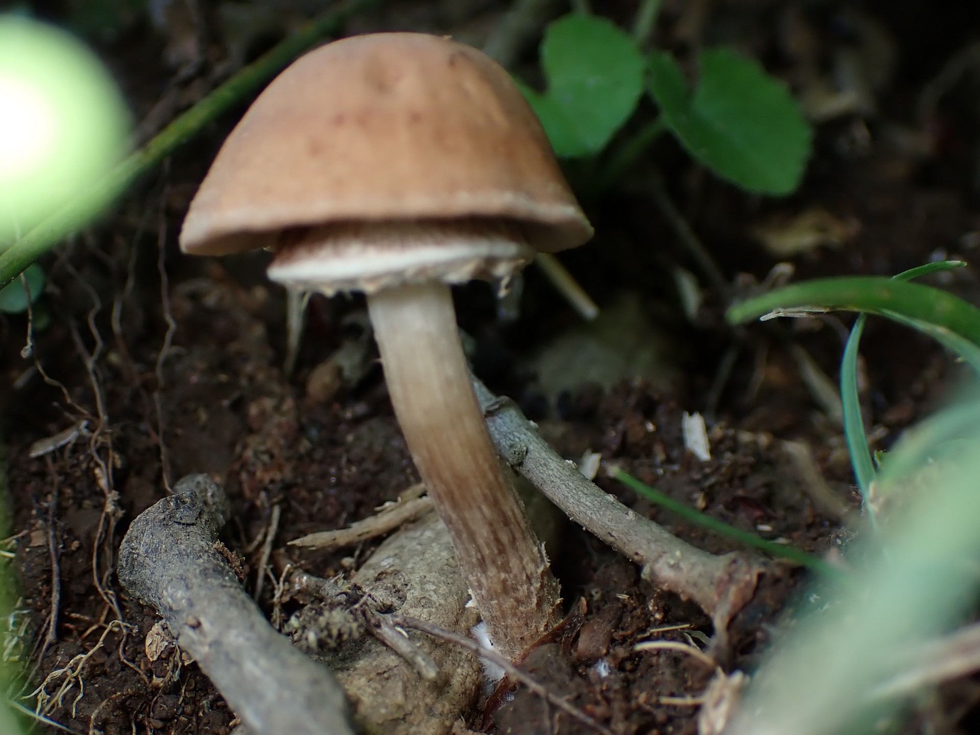 ツチナメコ の柄 の高画質写真です。横浜市 青葉区 寺家ふるさと村で、2024年6月7日に撮影したものです。