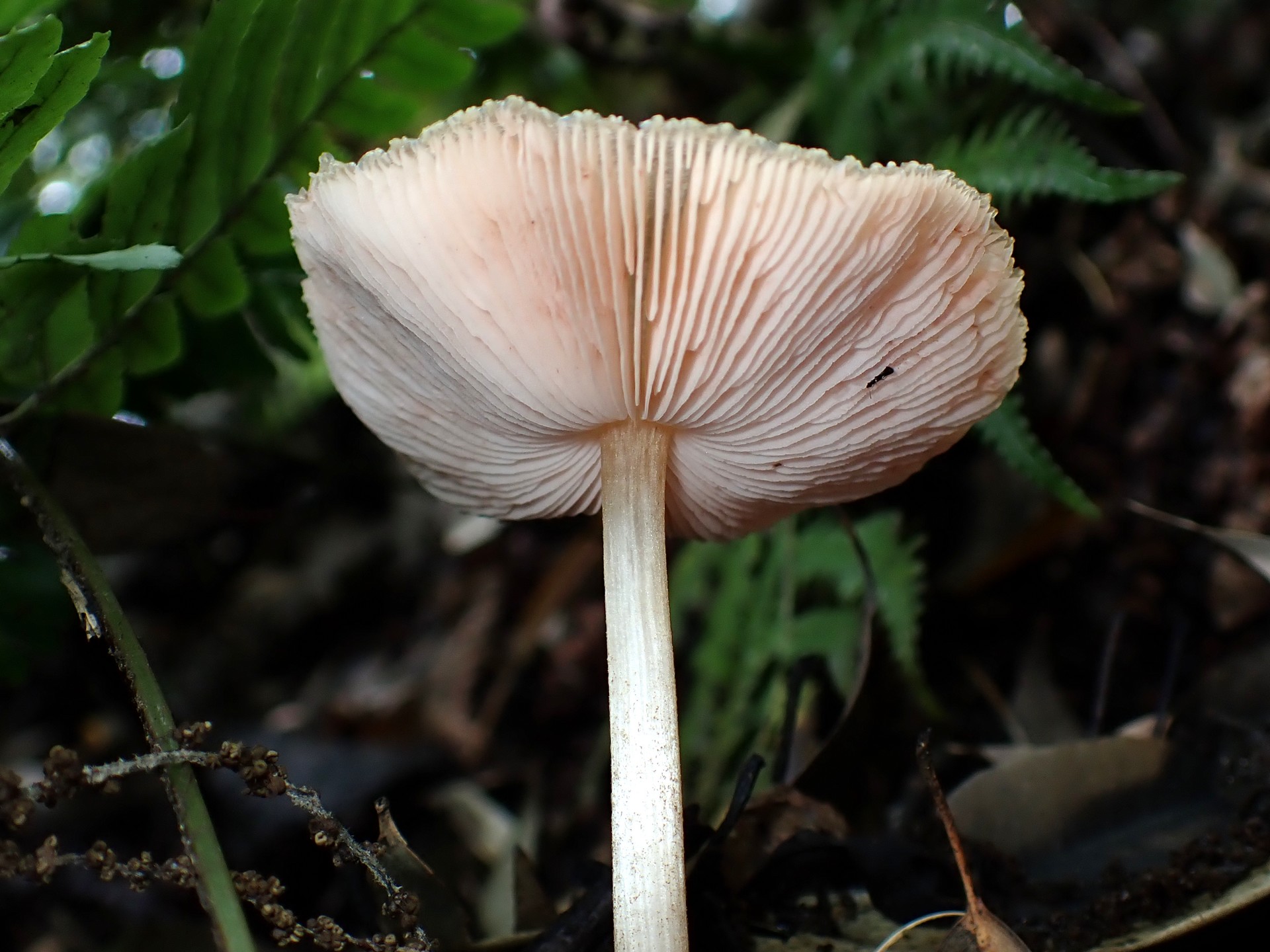 ツエタケ の高画質写真です。横浜市 青葉区 寺家ふるさと村で、2024年6月4日に撮影したものです。