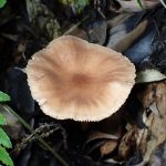 ツエタケ の高画質写真です。横浜市 青葉区 寺家ふるさと村で、2024年6月4日に撮影したものです。