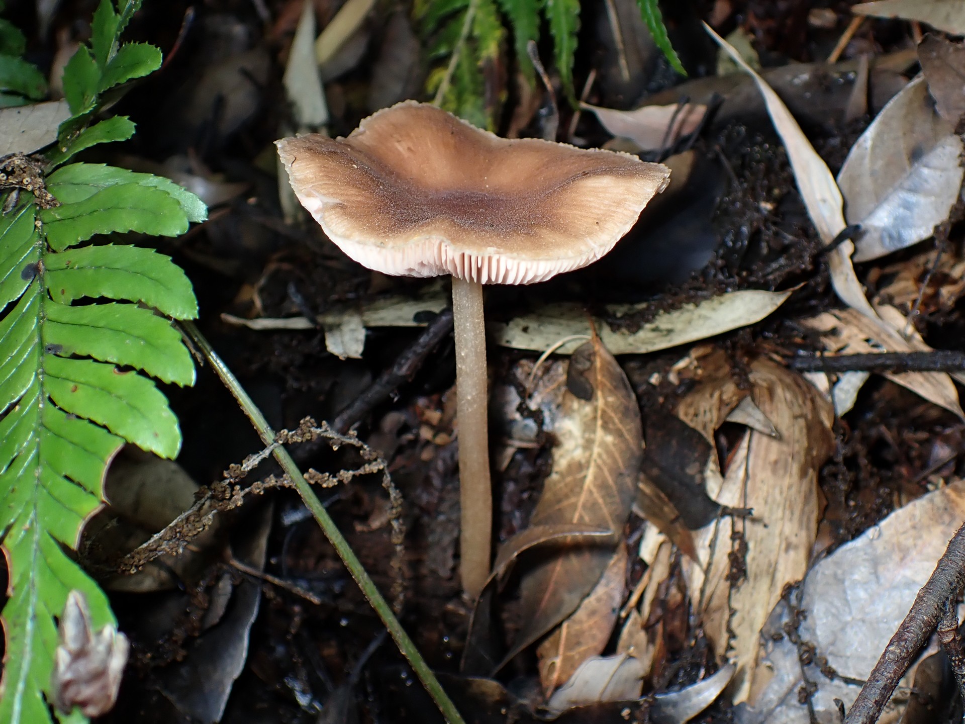 ツエタケ の高画質写真です。横浜市 青葉区 寺家ふるさと村で、2024年6月4日に撮影したものです。