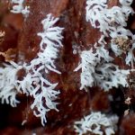 ツノホコリ？の高画質写真です。横浜市で、2024年6月26日に撮影したものです。