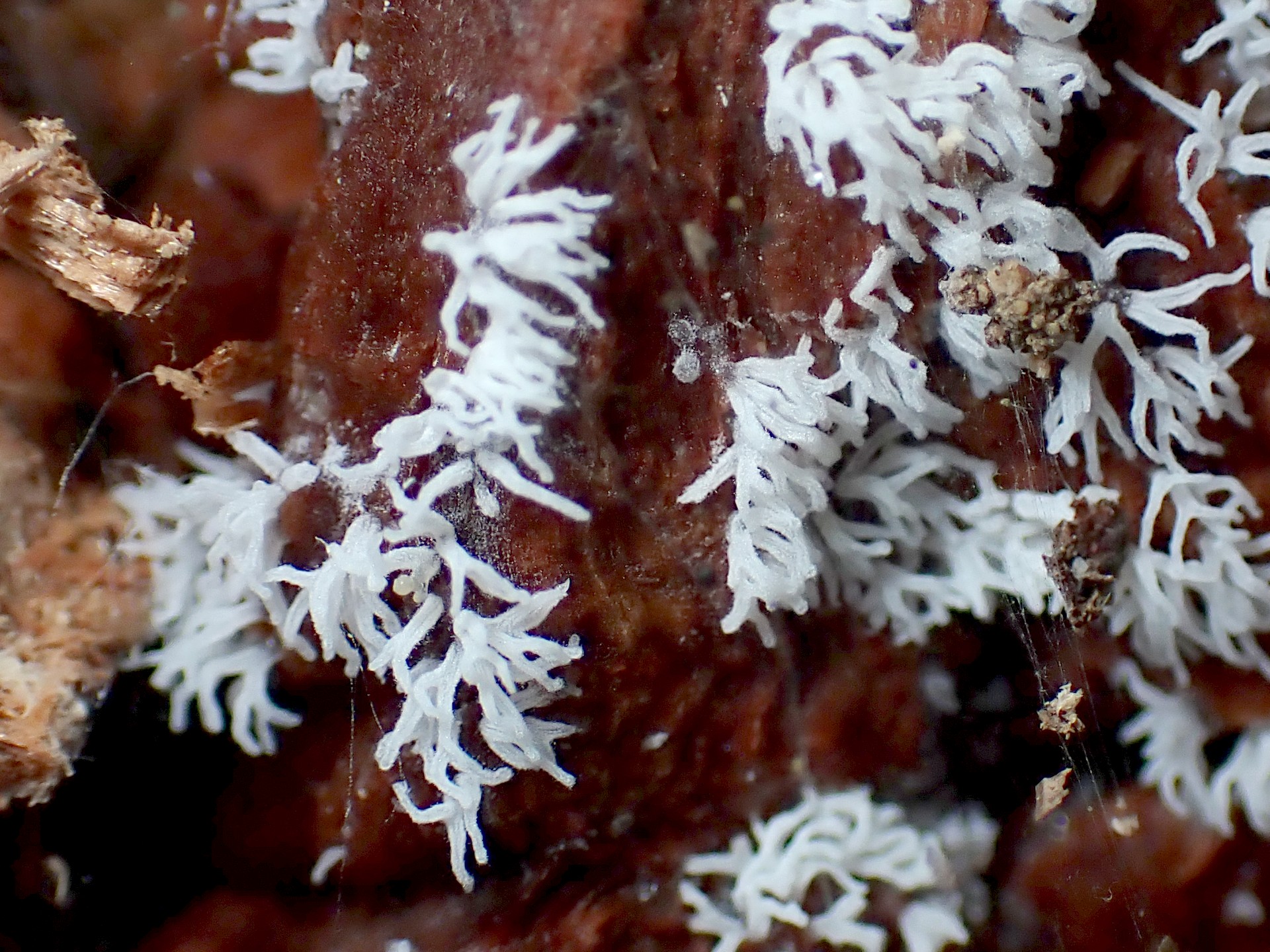 ツノホコリ？の高画質写真です。横浜市で、2024年6月26日に撮影したものです。