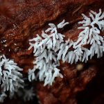 ツノホコリ？の高画質写真です。横浜市で、2024年6月24日に撮影したものです。