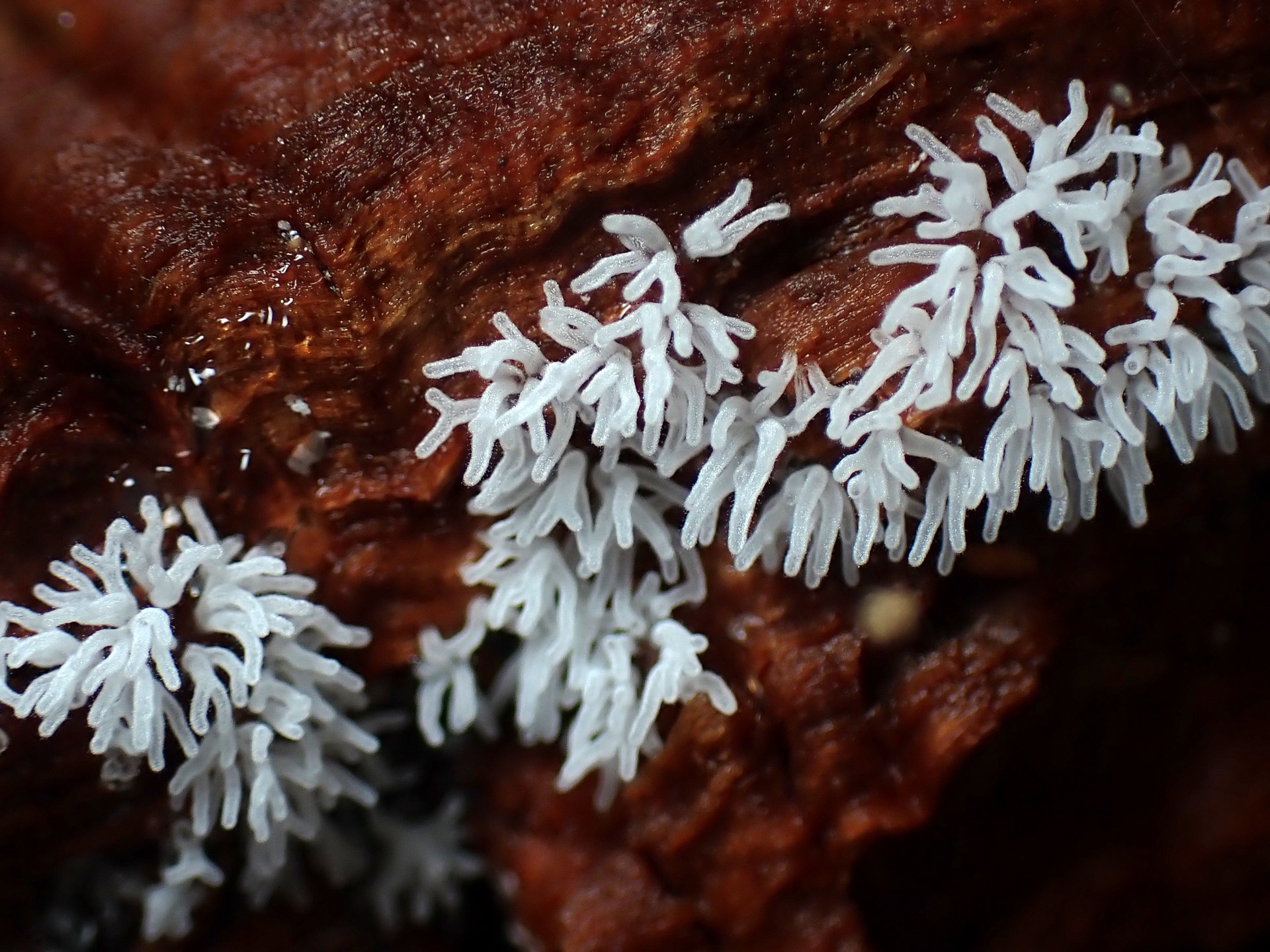 ツノホコリ？の高画質写真です。横浜市で、2024年6月24日に撮影したものです。