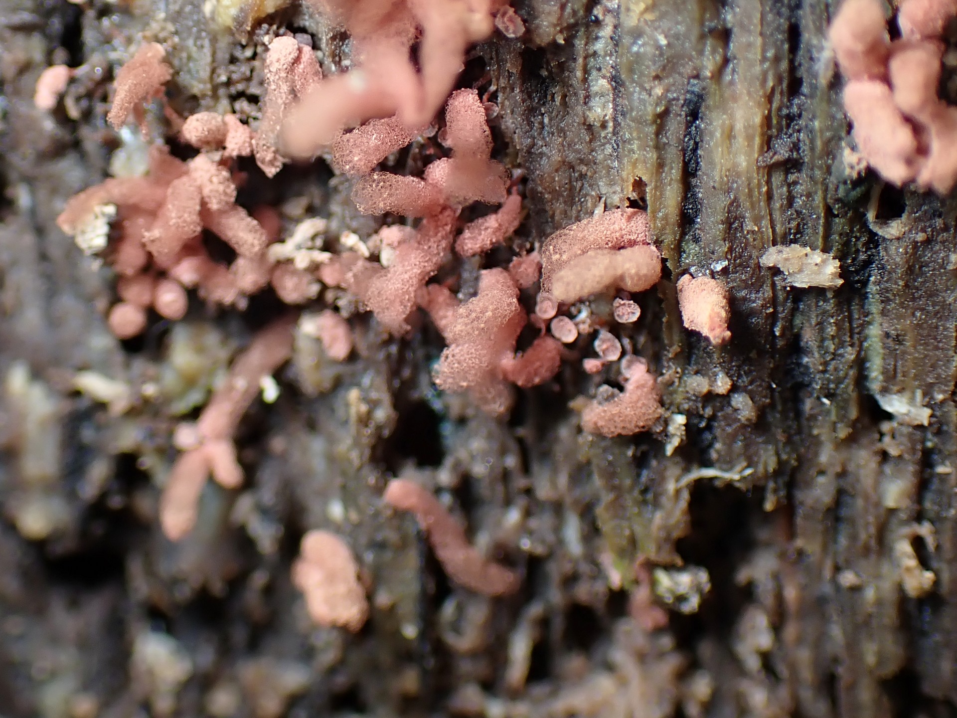 ウスベニウツボホコリ？ の高画質写真です。横浜市で、2024年6月30日に撮影したものです。