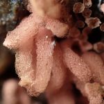 ウスベニウツボホコリ？ の高画質写真です。横浜市で、2024年6月30日に撮影したものです。