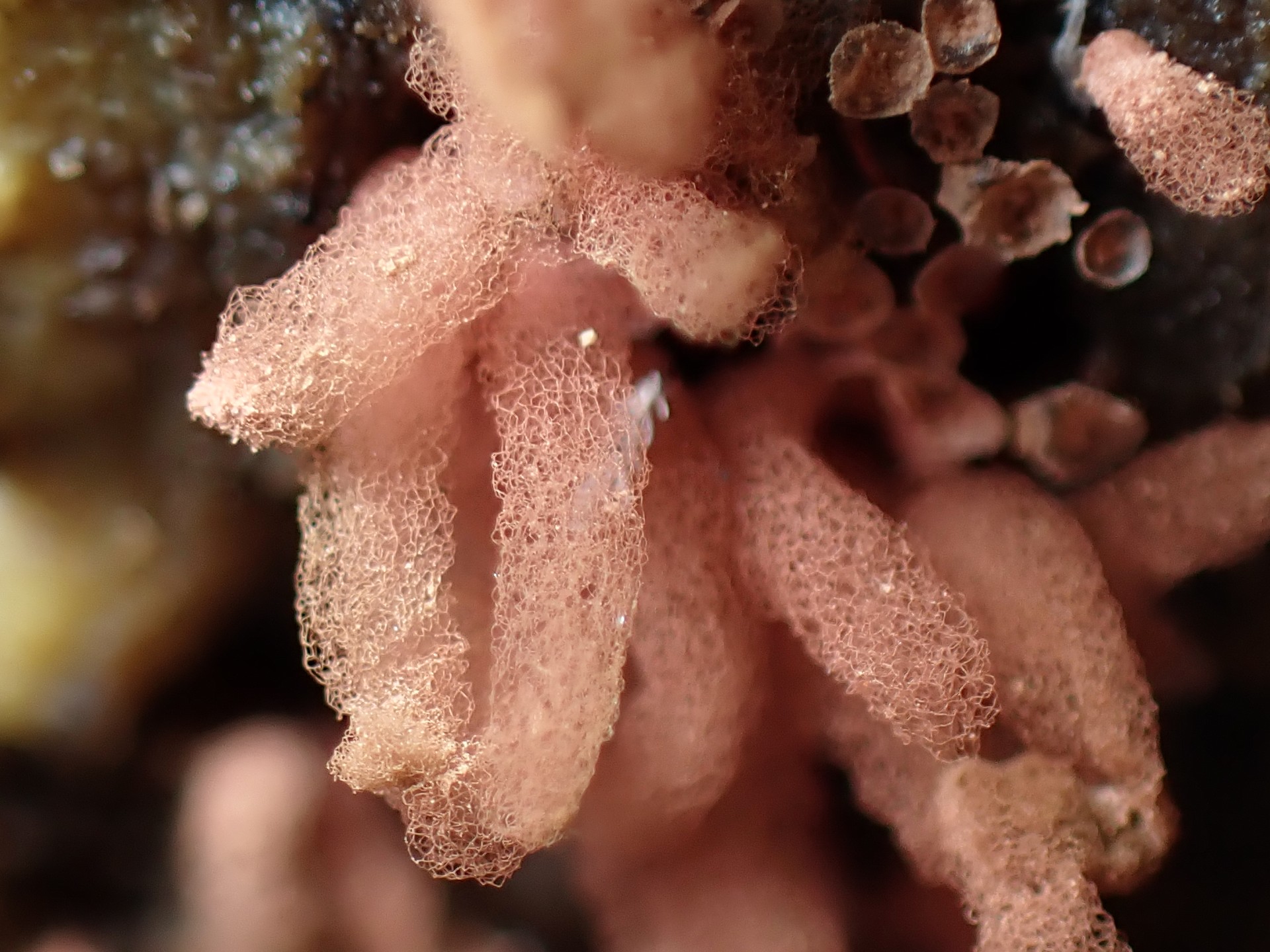 ウスベニウツボホコリ？ の高画質写真です。横浜市で、2024年6月30日に撮影したものです。