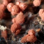 ウツボホコリ（粘菌）の高画質写真です。横浜市で、2024年6月14日に撮影したものです。