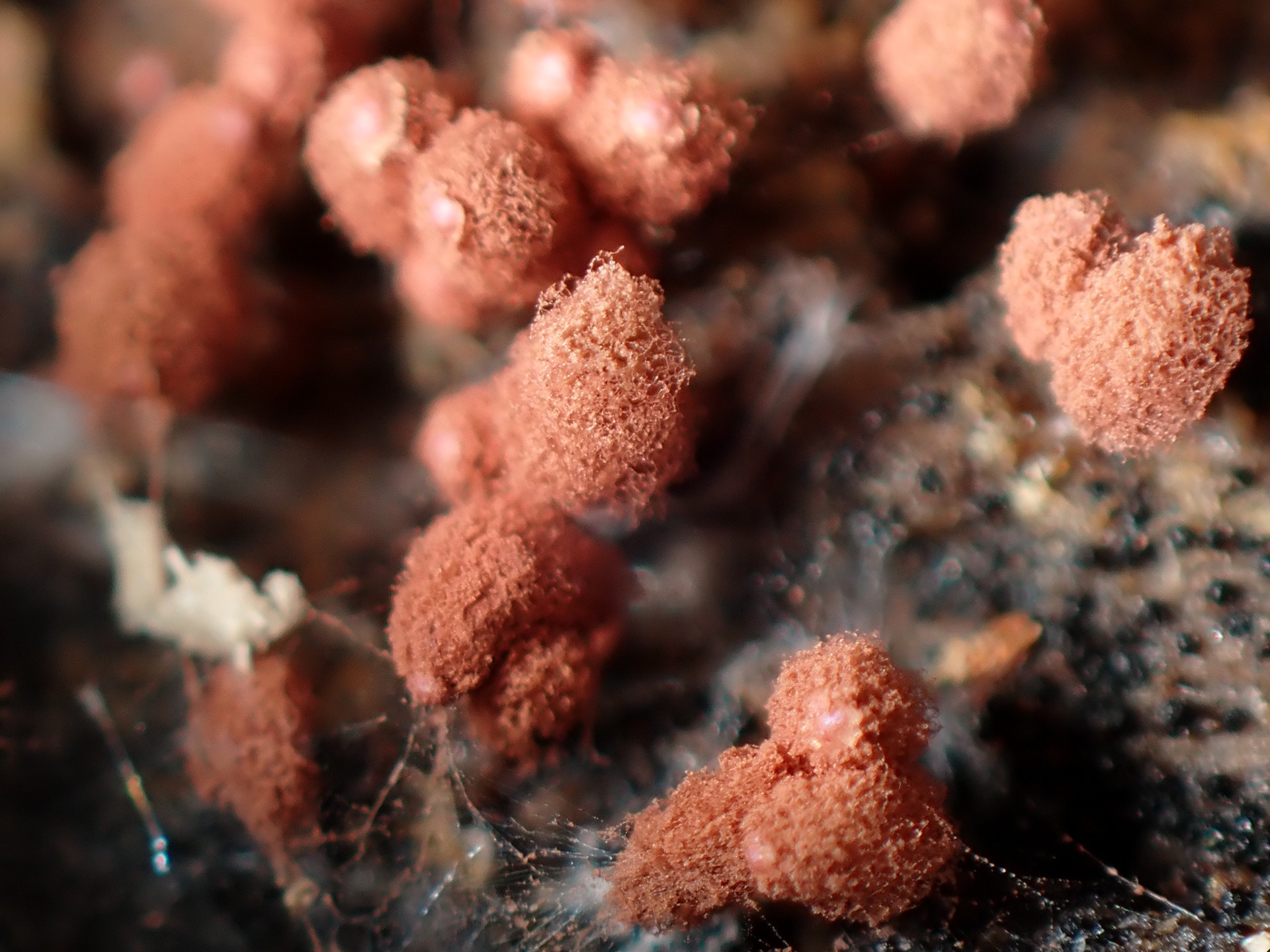 ウツボホコリ（粘菌）の高画質写真です。横浜市で、2024年6月14日に撮影したものです。