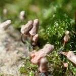 ウツボホコリの仲間？ の高画質写真です。横浜市で、2024年6月27日に撮影したものです。