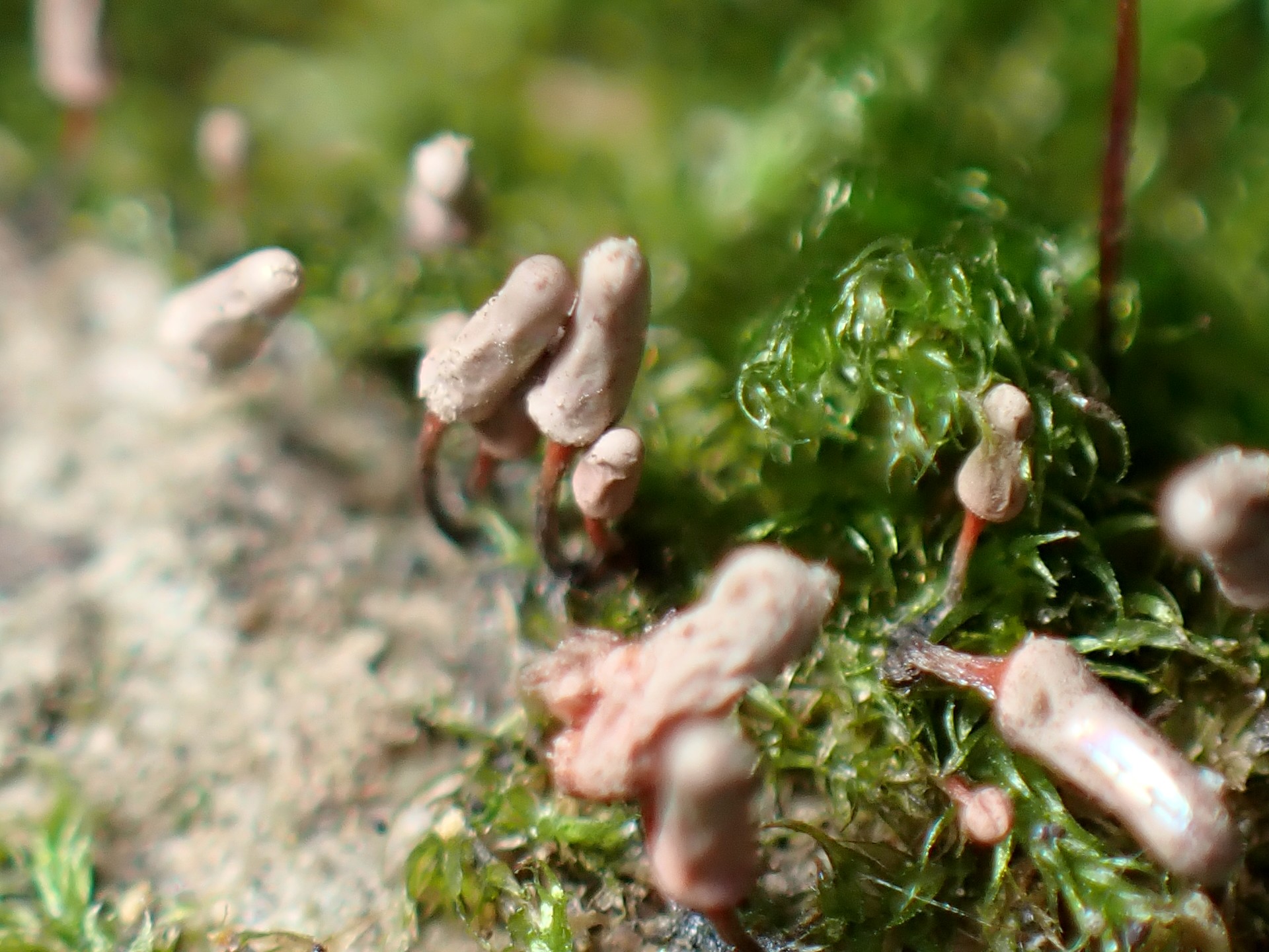 ウツボホコリの仲間？ の高画質写真です。横浜市で、2024年6月27日に撮影したものです。