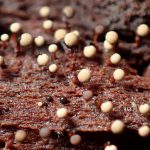 モジホコリの仲間（粘菌）の高画質写真です。横浜市 青葉区 寺家ふるさと村で、2024年6月6日に撮影したものです。