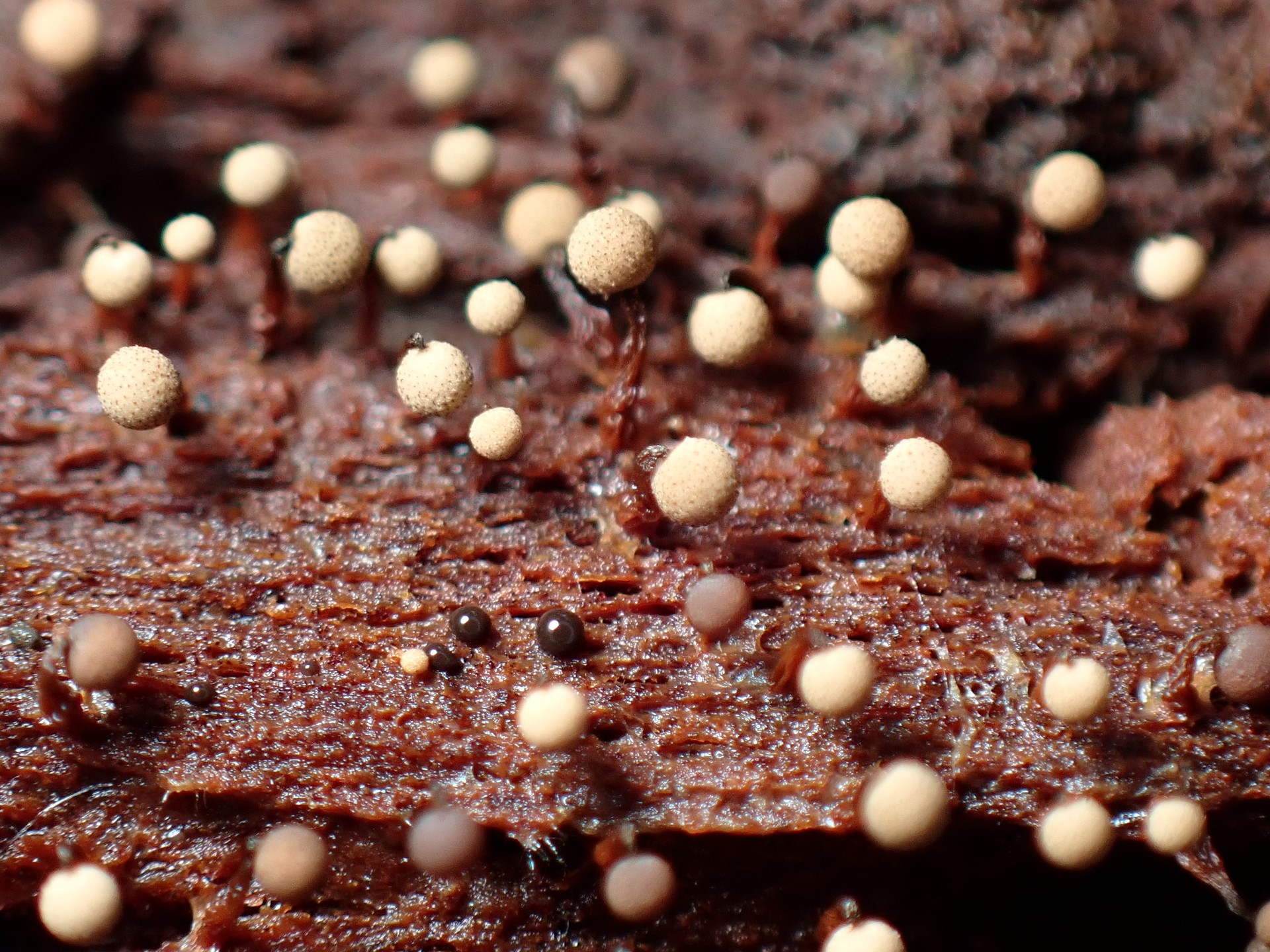 モジホコリの仲間（粘菌）の高画質写真です。横浜市 青葉区 寺家ふるさと村で、2024年6月6日に撮影したものです。