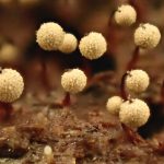 モジホコリの仲間（粘菌）の高画質写真です。横浜市で、2024年6月9日に撮影したものです。