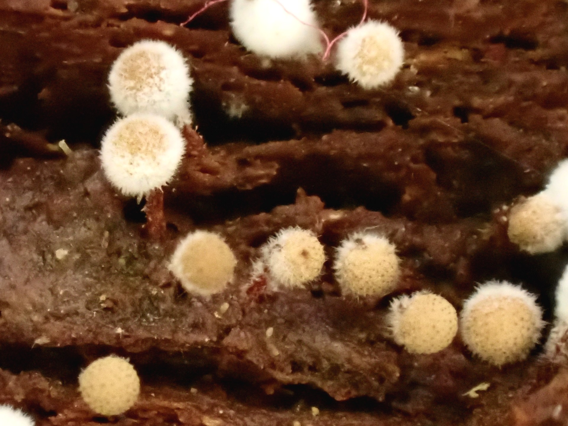 モジホコリの仲間（粘菌）の高画質写真です。横浜市 青葉区 寺家ふるさと村で、2024年6月9日に撮影したものです。