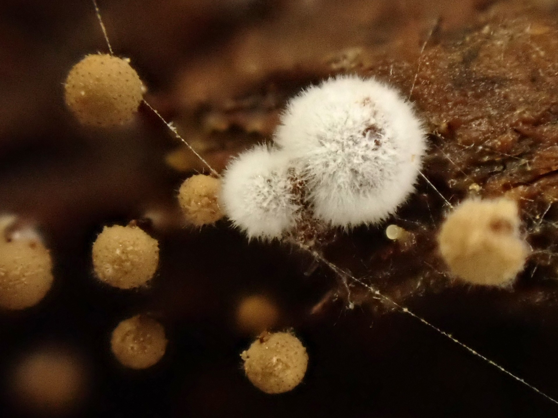 モジホコリの仲間（粘菌）の高画質写真です。横浜市 青葉区 寺家ふるさと村で、2024年6月9日に撮影したものです。