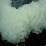 変形菌（粘菌）? の高画質写真です。横浜市で、2024年6月15日に撮影したものです。