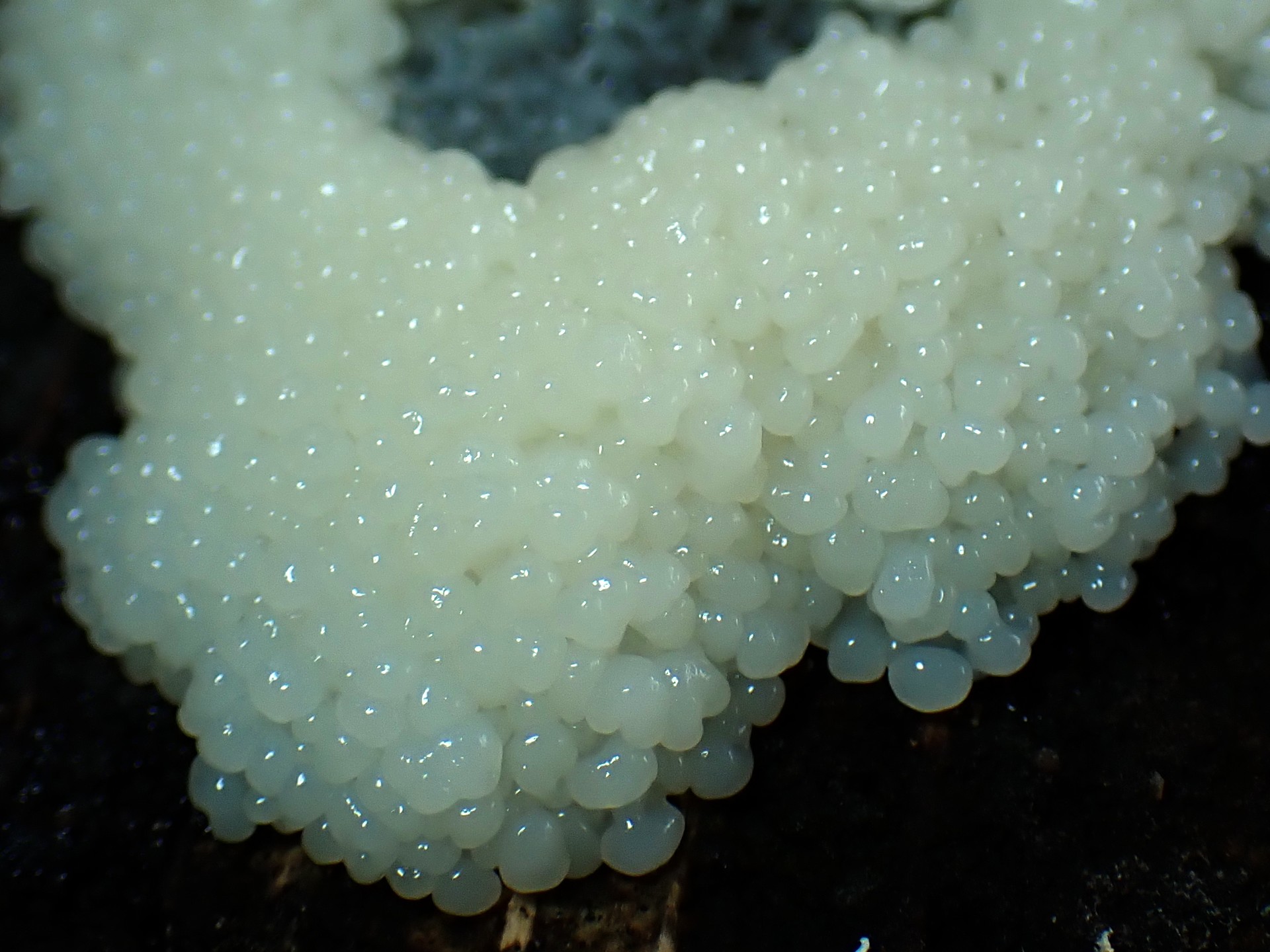 変形菌（粘菌）? の高画質写真です。横浜市で、2024年6月15日に撮影したものです。