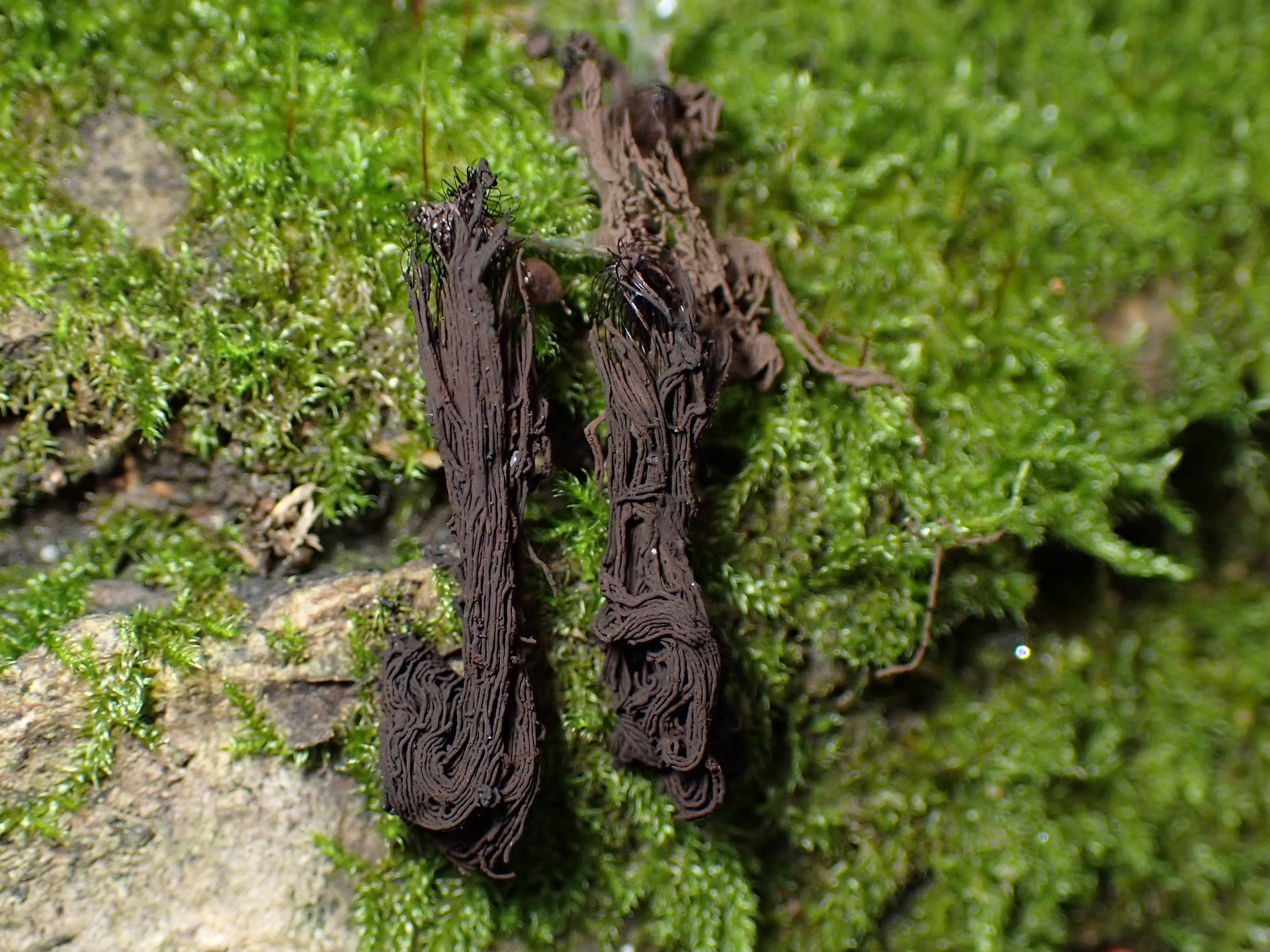 ヤリミダレホコリの高画質写真です。横浜市で、2024年6月25日に撮影したものです。