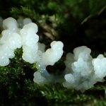 ヤリミダレホコリの高画質写真です。横浜市で、2024年6月24日に撮影したものです。