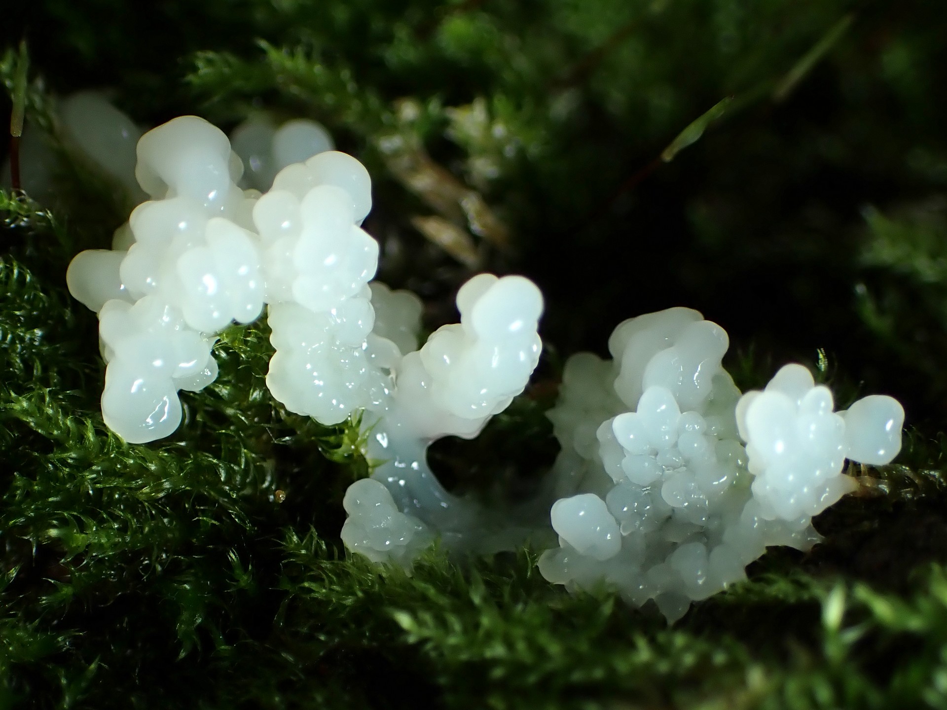 ヤリミダレホコリの高画質写真です。横浜市で、2024年6月24日に撮影したものです。