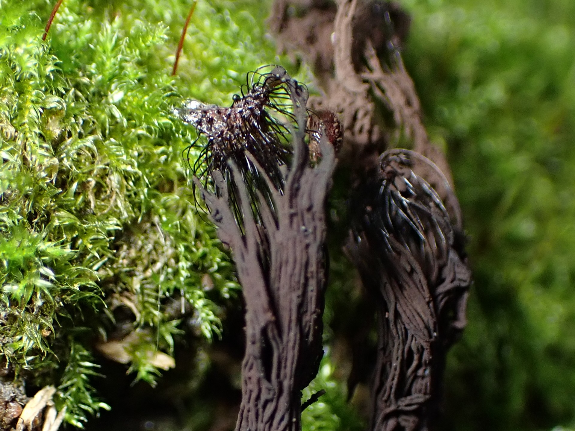 ヤリミダレホコリの高画質写真です。横浜市で、2024年6月25日に撮影したものです。