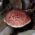 ヤシャイグチのカサ の高画質写真です。横浜市 青葉区 寺家ふるさと村で、2024年6月4日に撮影したものです。