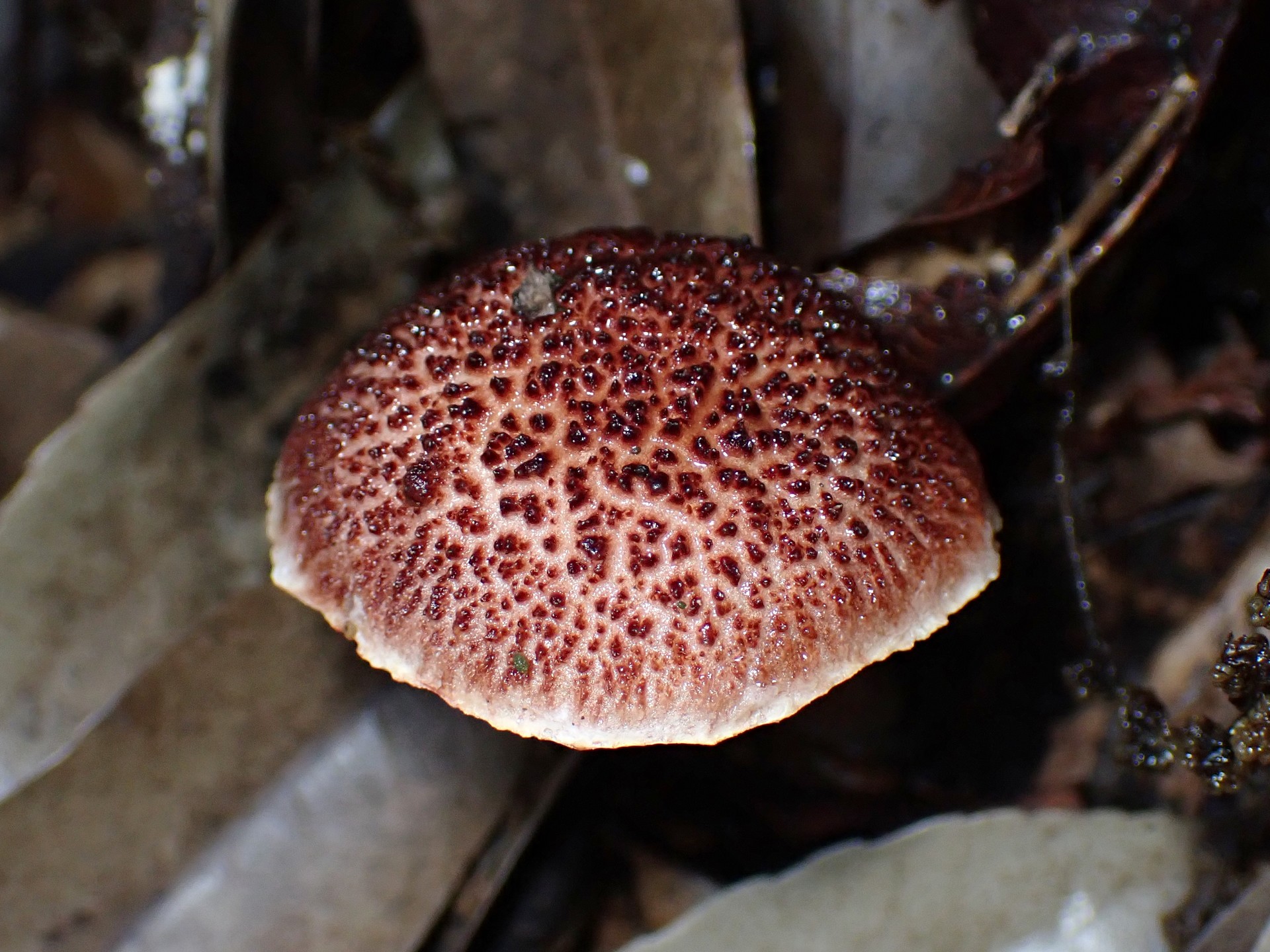 ヤシャイグチのカサ の高画質写真です。横浜市 青葉区 寺家ふるさと村で、2024年6月4日に撮影したものです。