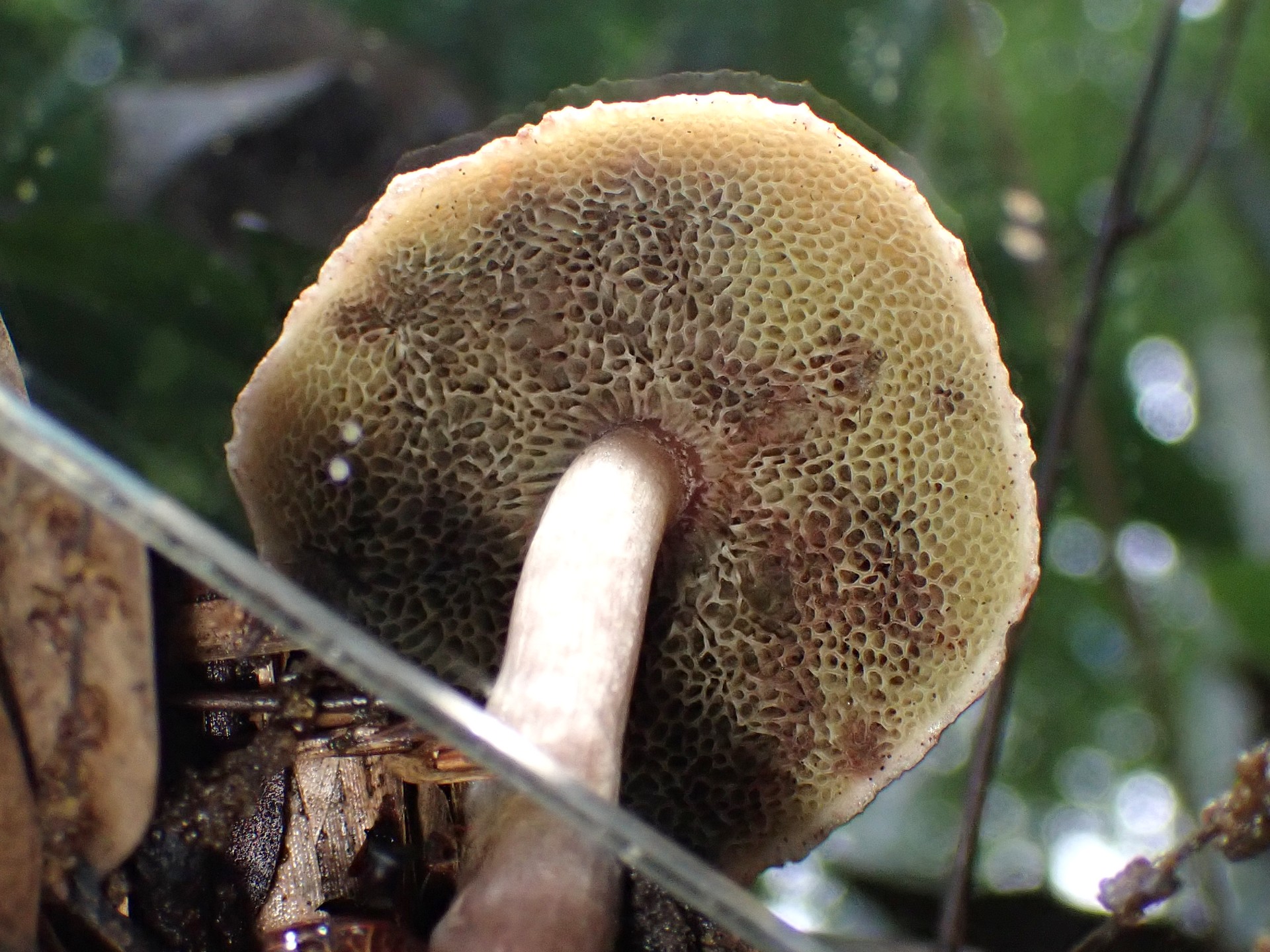 ヤシャイグチのカサの裏の管孔 の高画質写真です。横浜市 青葉区 寺家ふるさと村で、2024年6月4日に撮影したものです。