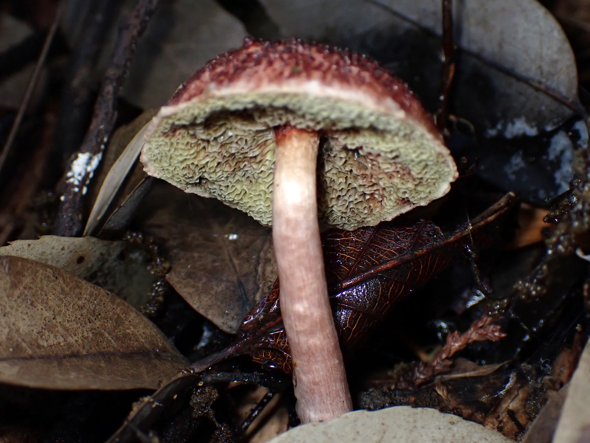 ヤシャイグチのカサの裏の管孔、柄 の高画質写真です。横浜市 青葉区 寺家ふるさと村で、2024年6月4日に撮影したものです。
