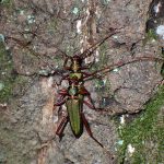 アカアシオオアオカミキリ の高画質写真です。横浜市で、2024年7月19日に撮影したものです。