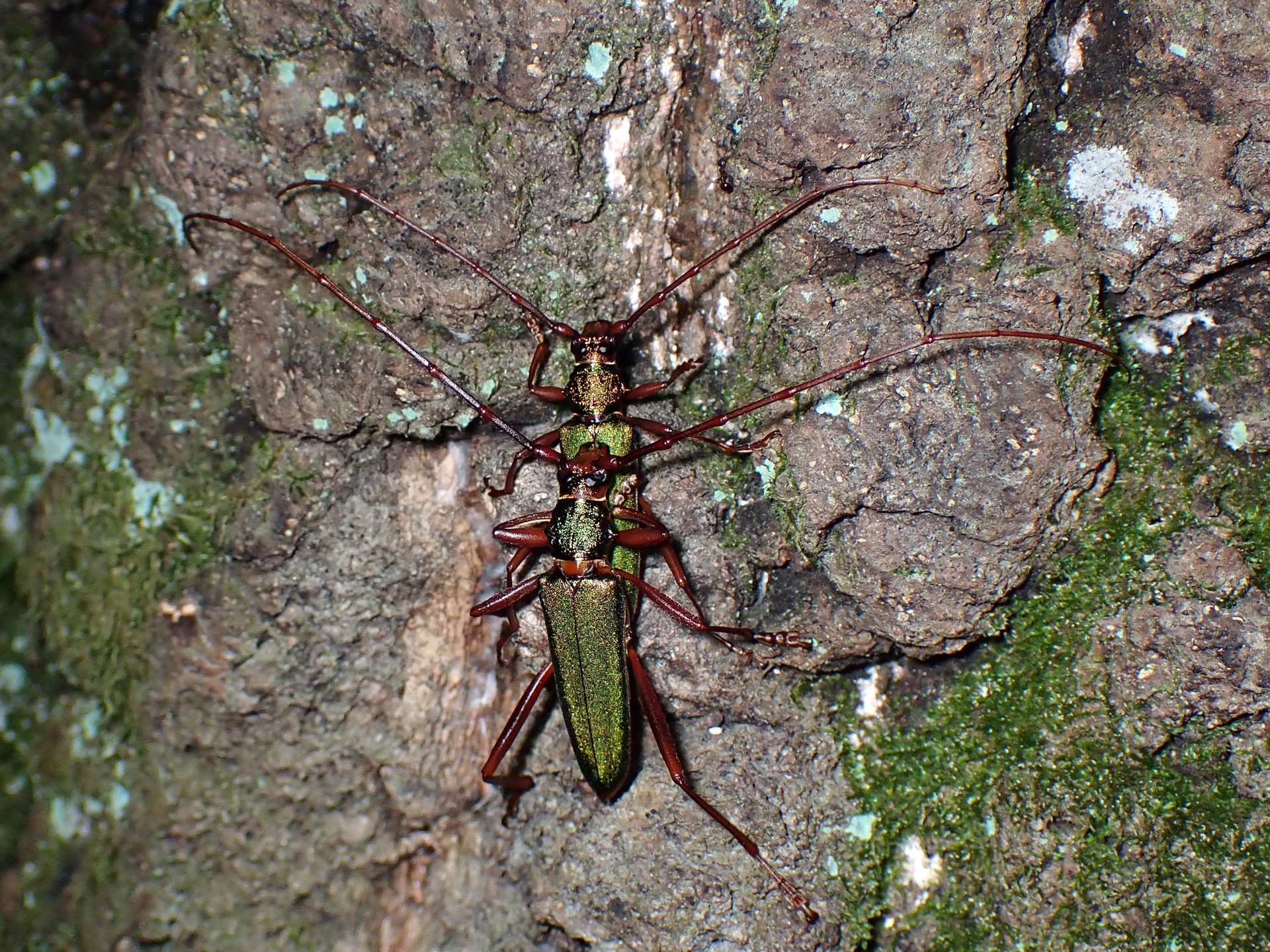 アカアシオオアオカミキリ の高画質写真です。横浜市で、2024年7月19日に撮影したものです。
