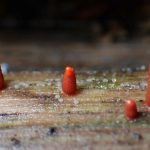 赤い変形体 の高画質写真です。横浜市で、2024年7月13日に撮影したものです。