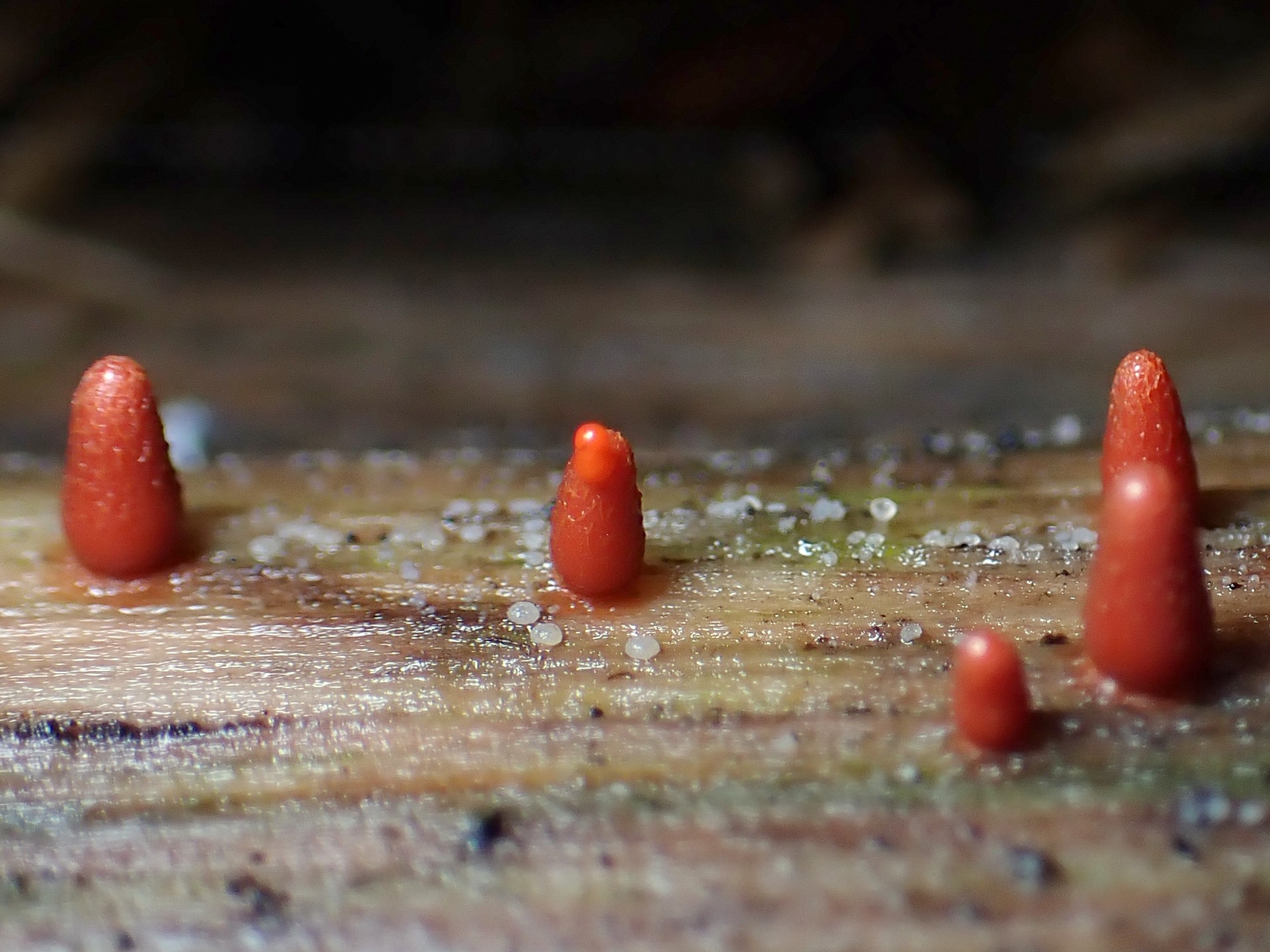 赤い変形体 の高画質写真です。横浜市で、2024年7月13日に撮影したものです。