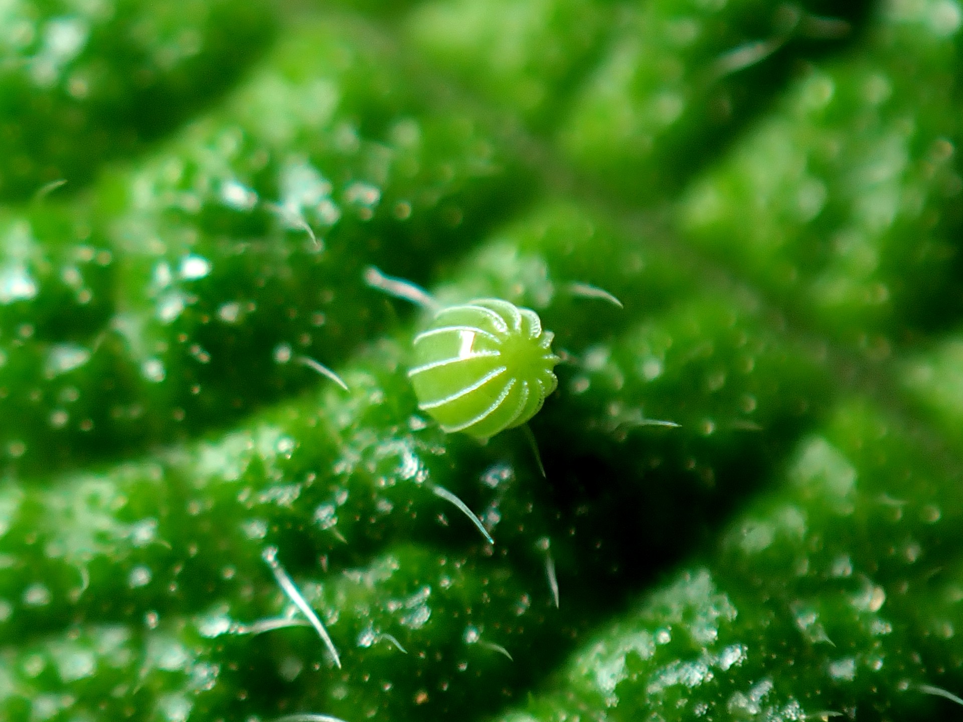 アカタテハの卵 の高画質写真です。横浜市で、2024年7月15日に撮影したものです。