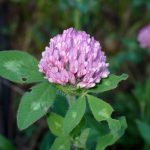 アカツメクサ の高画質写真です。横浜市で、2024年7月8日に撮影したものです。