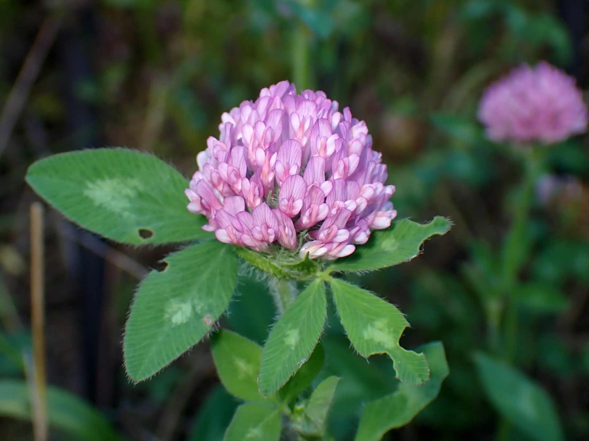 アカツメクサ の高画質写真です。横浜市で、2024年7月8日に撮影したものです。