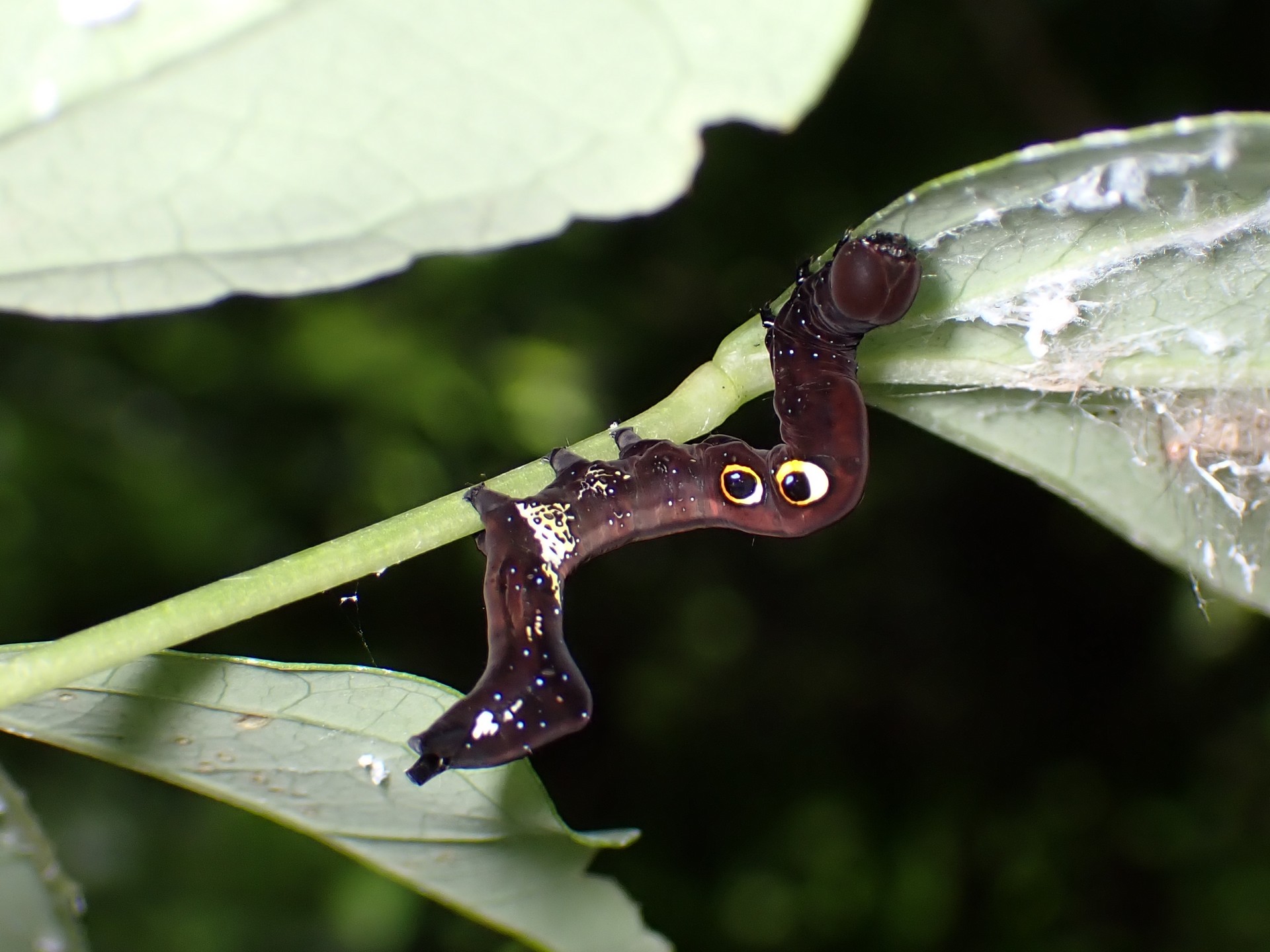 アケビコノハの高画質写真です。横浜市で、2024年7月15日に撮影したものです。