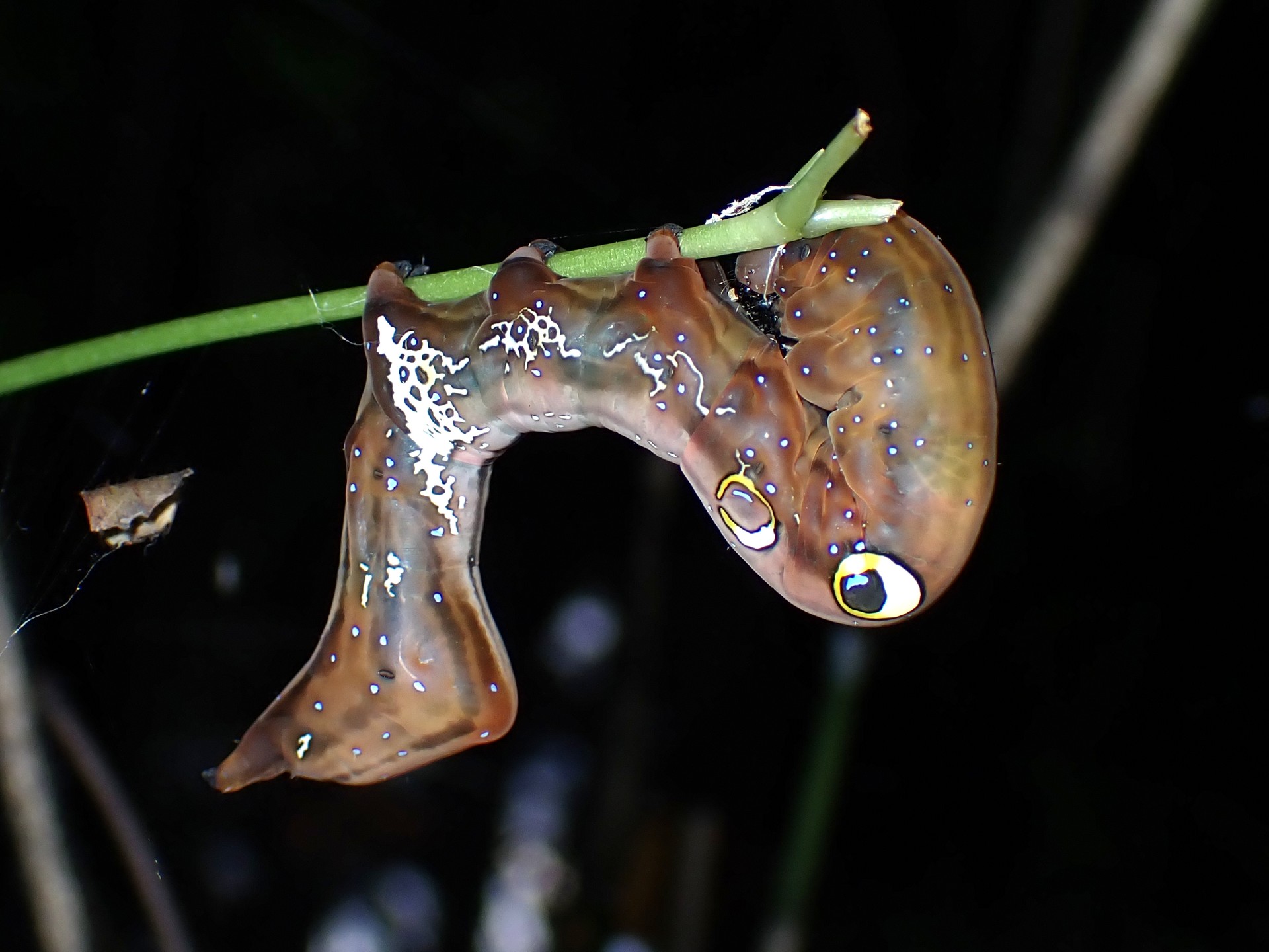 アケビコノハの高画質写真です。横浜市で、2024年7月19日に撮影したものです。