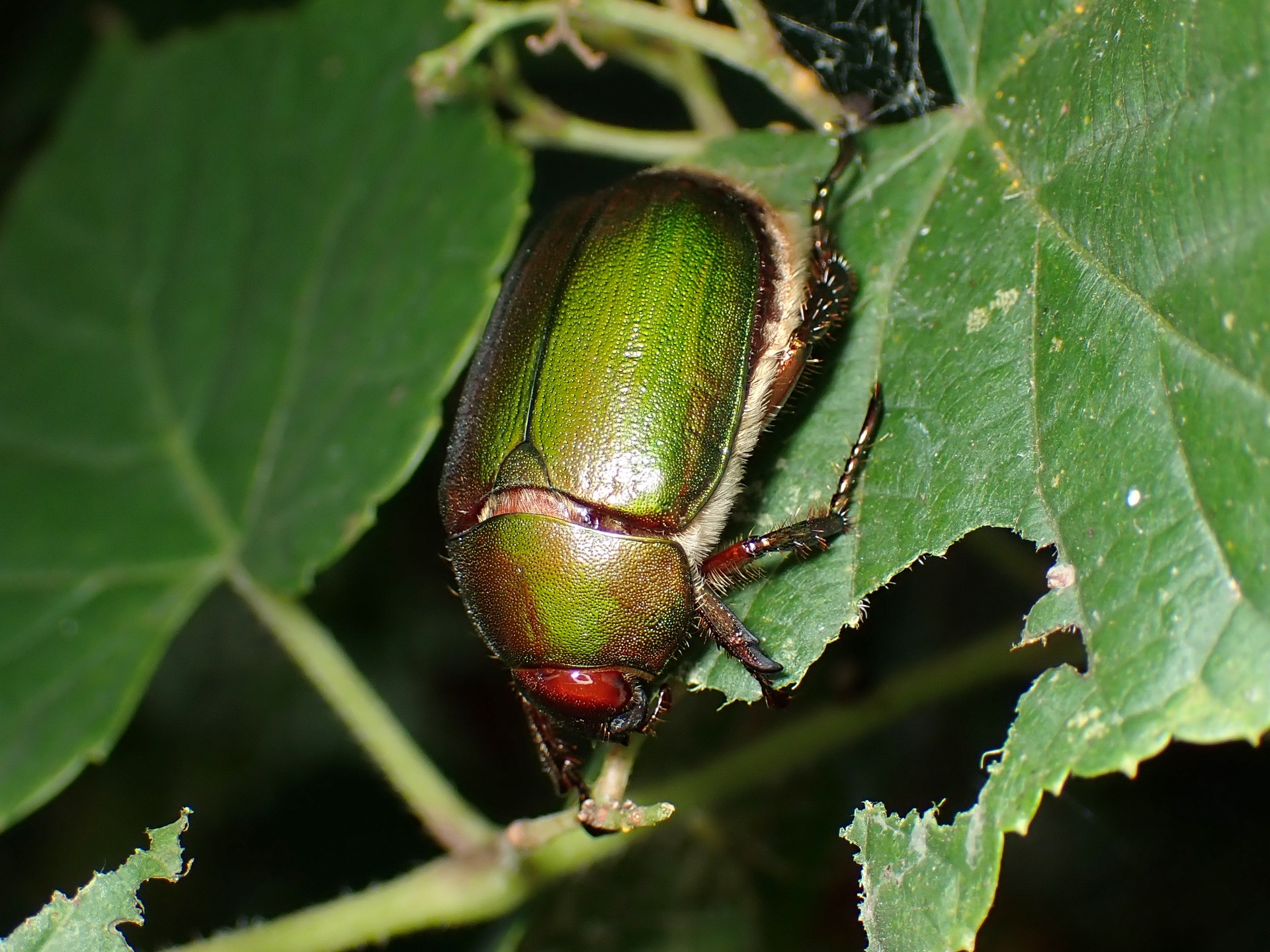 アオドウガネ の高画質写真です。横浜市で、2024年7月31日に撮影したものです。
