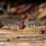 茶色の不明体 の高画質写真です。横浜市で、2024年7月14日に撮影したものです。