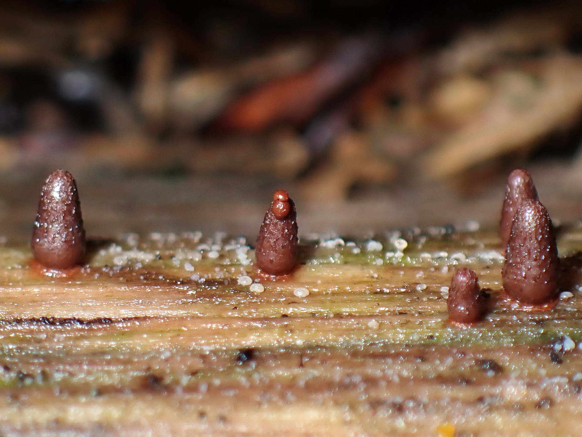茶色の不明体 の高画質写真です。横浜市で、2024年7月14日に撮影したものです。